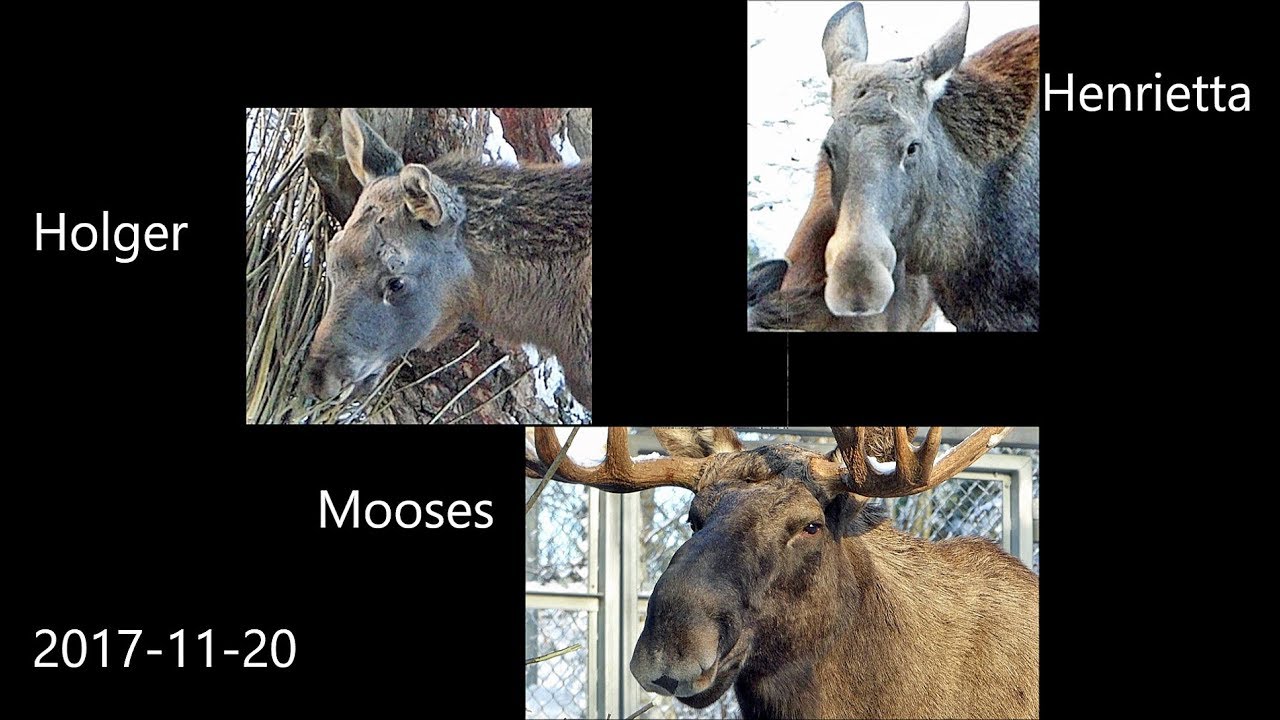 Besök hos Mooses, Henrietta och lille Holger i Slottsskogen