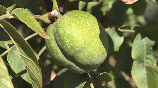 видео: На півдні Одещини вивели сорт самого великого у світі волоського горіха картинка: На півдні Одещини вивели сорт самого великого у світі волоського горіха