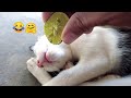 Why Cats make the Best Pets #35