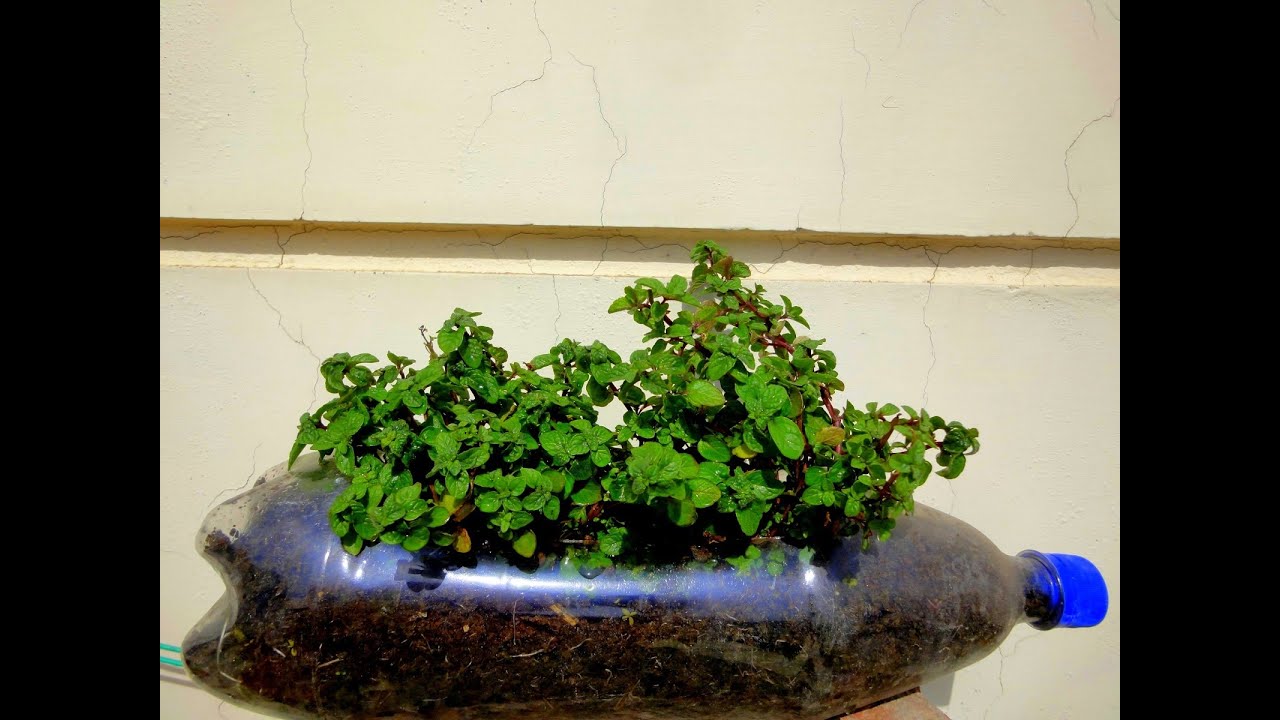 How To Grow Mint Bottle Plant Gardening Sekho in Hindi/Urdu - YouTube How To Grow Mint Bottle Plant Gardening Sekho in Hindi/Urdu - YouTube