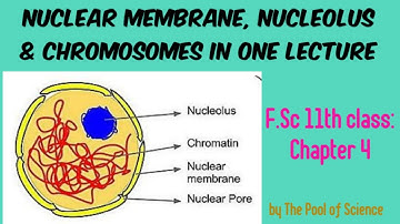 Nuclear Membrane, Nucleolus & Chromosomes explained in simplest way by The Pool of Science
