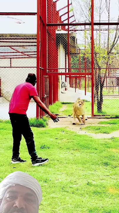 narshit #doglover #love #movie