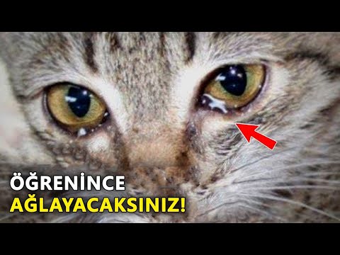 Kediler Neden Sık Sık Bize Bakıyor? İslam'a göre bunun nedeni...