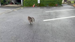 お留守番をしたあとで..  おばあちゃんと一緒に小雨降る中散歩する猫…【さっちゃんとおばあちゃんの散歩・580日目】・・・ by かぜのねこ 916 views 2 days ago 37 minutes