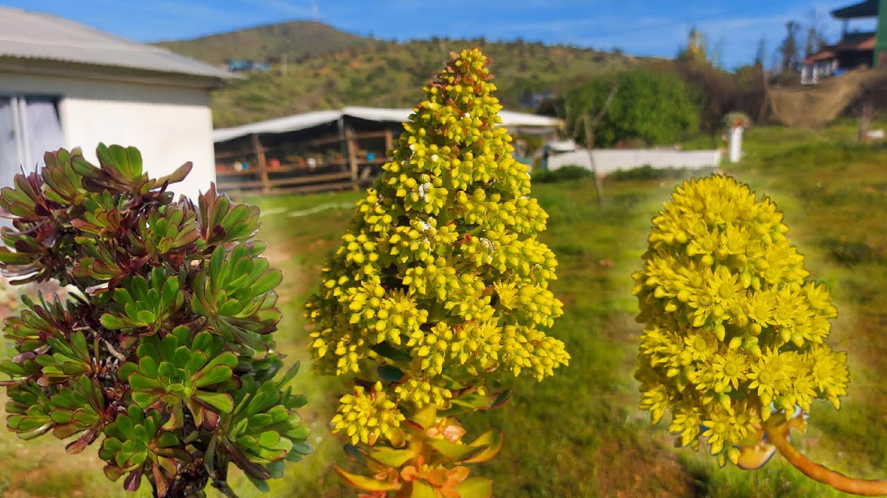 Especial floración!!!  (Aeonium Arboreum) ¿ que haré con ella ?
