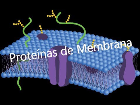 Vídeo: Diferença Entre Proteínas Transmembrana E Periféricas