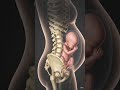 High Curiosity - Best for Shorts): What 39 Weeks Pregnant Actually Looks Like Inside! 🤰👀