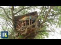 Al no tener donde vivir, esta familia dominicana construyó su casa en un árbol