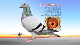 【林書安】T23-209996