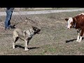 KANGAL DOG PUPPIES WITH COWS