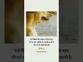 do not harm any animal #short #imotional #animals #trending #viral #youtubeshorts