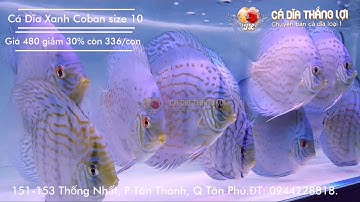 Cá Dĩa XANH COBAN size nhỏ | Cá Dĩa Thắng Lợi | Discus fish vietnam