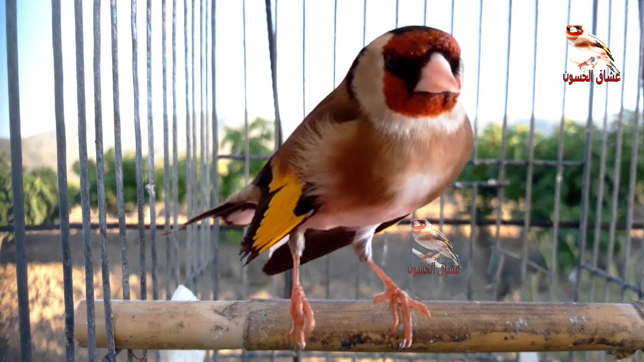 Лучшее пение щегла, которое можно услышать в сезоне 2021 года