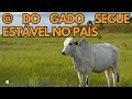 HORA DO BOI 16/01 - @ DO GADO SEGUE ESTÁVEL NO PAÍS