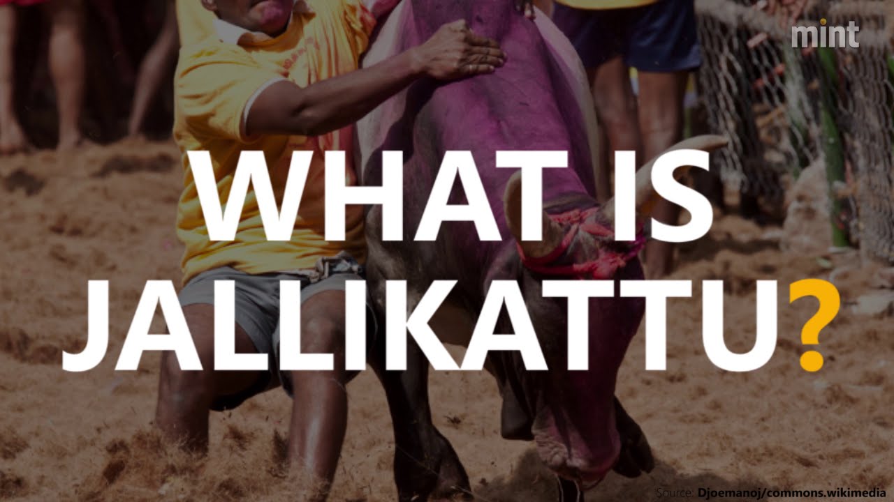 What is Jallikattu? - YouTube