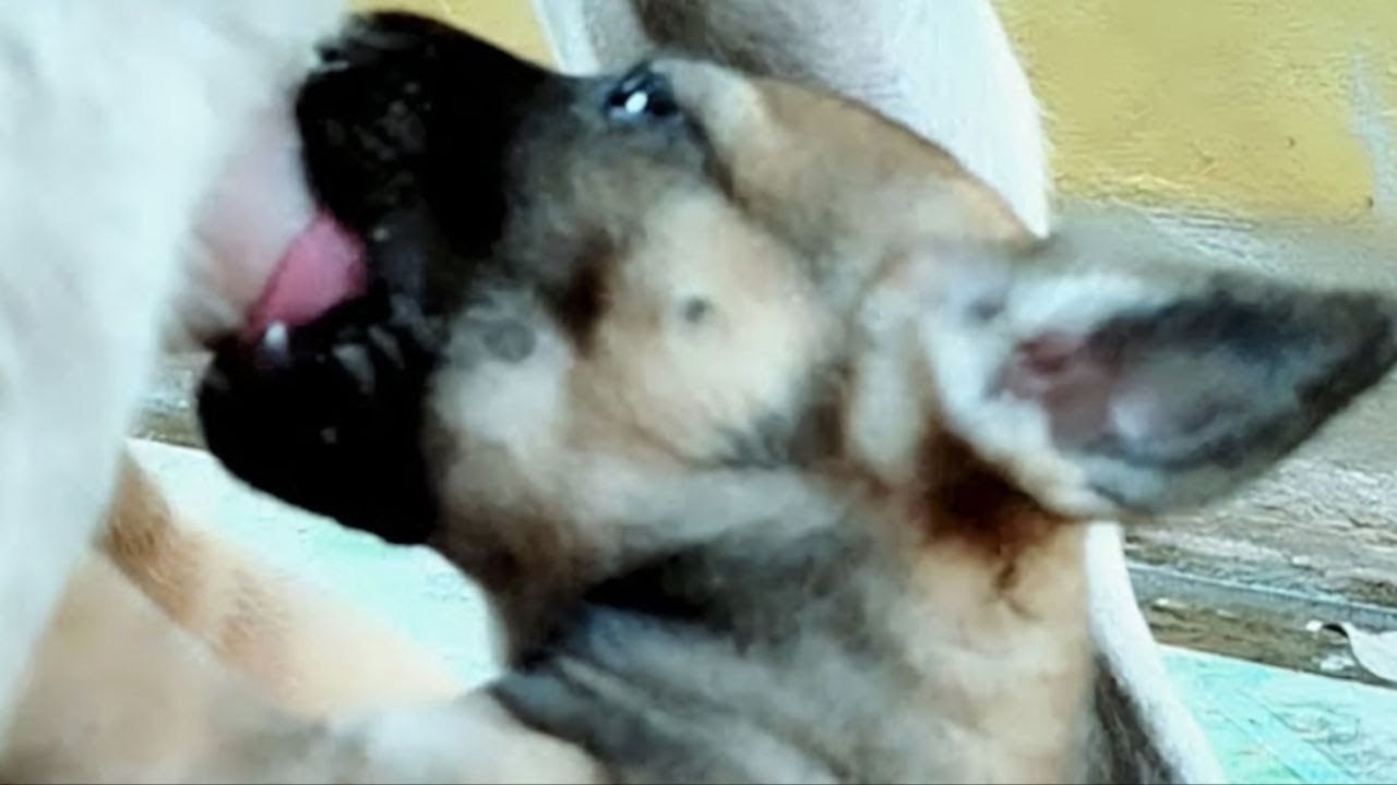 New Dog Baby 4-Days-Old🐶🐶Breastfeeding mom's nipples for milk🥰🥰 