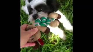 Video of adoptable pet named Mochi Mae