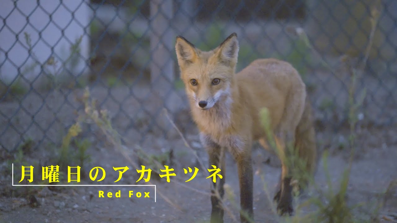 4K HDR】月曜日のアカキツネ！ #アカギツネ #redfox #sanpedro
