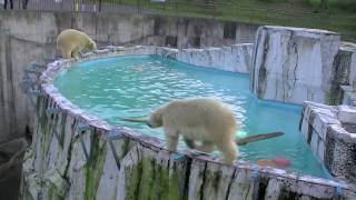 イケイケキロル〜Running Polar Bears