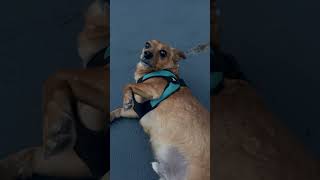 Winston viral sensation #rescuedog 04102025 #doglife #doglover #dog #dogs you know the drill