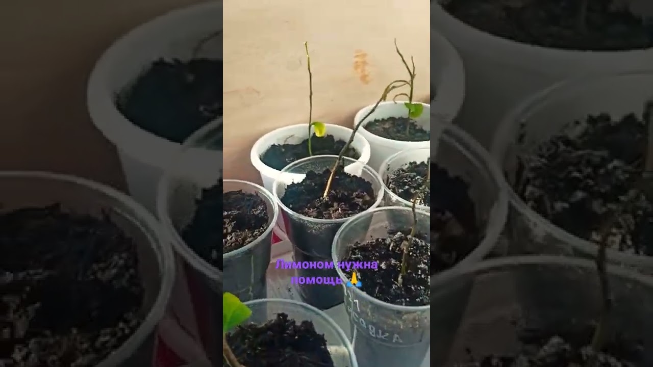 срочно🙏лимонам нужна помощь 🌱