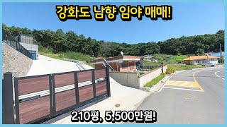 #557 [소나무향솔솔], 인화리, 소액으로 시작하는 주말 쉼터, 평당 25만정도, 강화도소액토지, 주말농장으로 딱, 강화증말싼땅, 강화도토지, 강화전원주택, 강화토지매매
