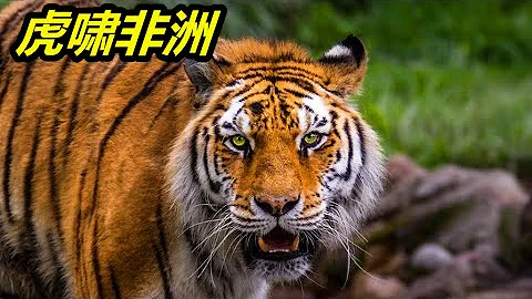 兩隻孟加拉虎去到非洲，毫無野外生存經驗的他們成為王者大殺四方 - 天天要聞