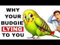 Your Budgie Has Been Lying to You — And You Never Noticed