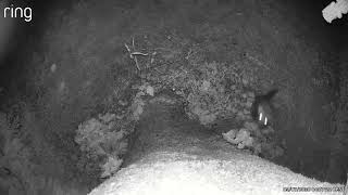 Nightly visitor at the Squirrel feeder | July 9th Backyard Cam