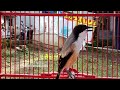 Cendet Madura Gondrong Gacor Isian Lovebird Gereja Versi Dua Mp3 - Mp4 Download