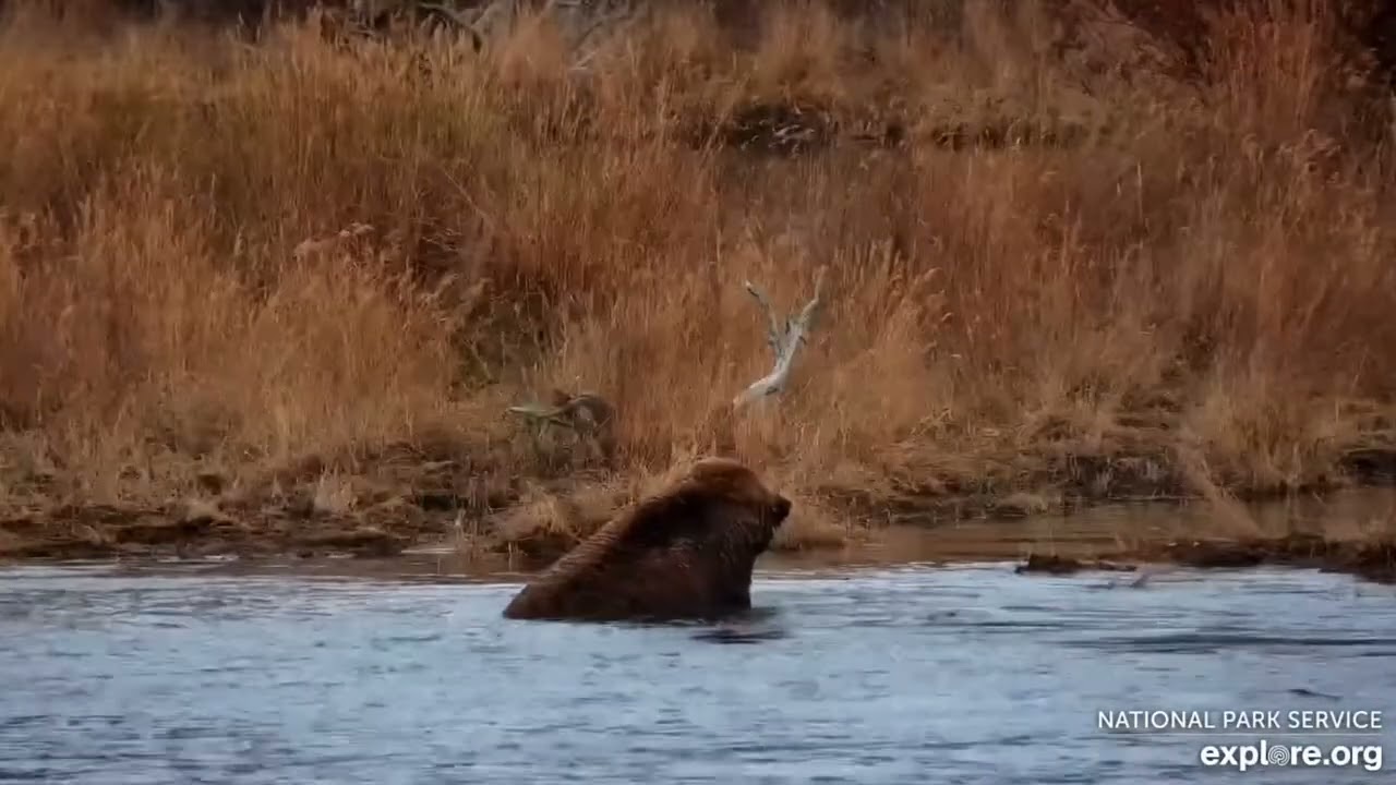 602 the Subearine Scores Fish After Fish 🐟 on the Lower River (explore.org KRV cam) 10.19.25