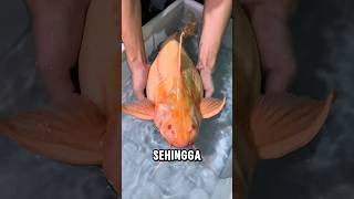 NEW COLLECTION OF GEMOY CATFISH #shorts #fishing