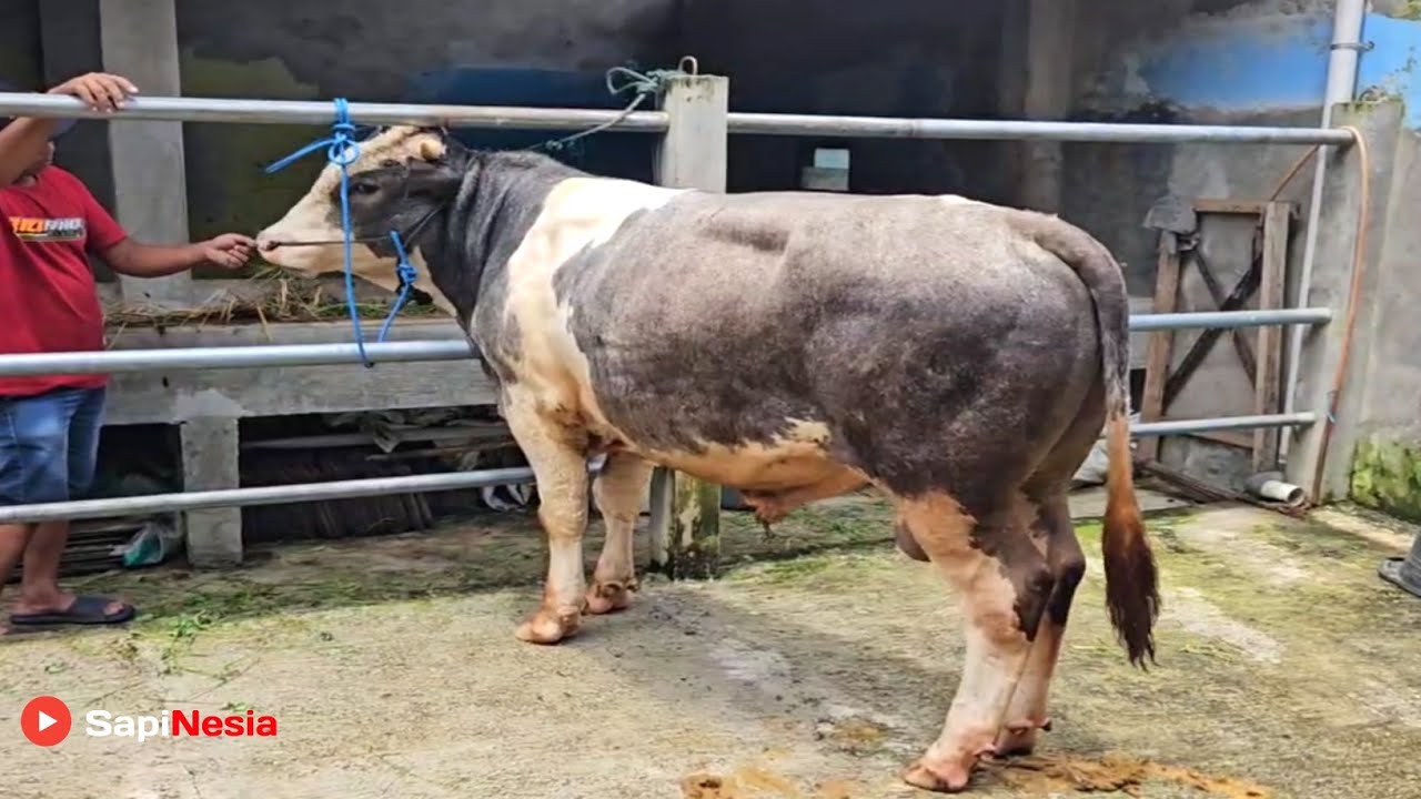 3 Ekor Sapi Super !! Bakalan Limosin Cross, Belgian Cross Dan Pedet Simental Super Riza Andi Farm !!