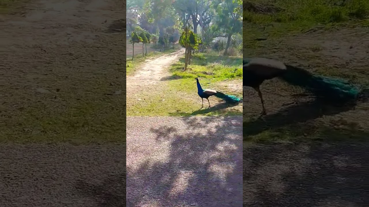 Peacock in Garden, Beautiful Birds. 