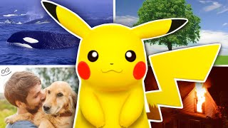 Ranking Every Pokemon As A House Pet