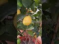 El fertilizante asiático que hace crecer tus huertos frutales #fertilizante #plantas