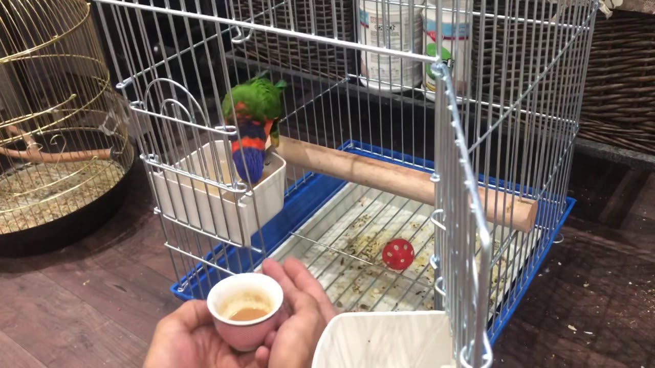 جونيور ببغاء اللوري واعاده التأهيل