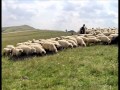 Florica Jinga_Ciobănaş cu 300 de oi.wmv