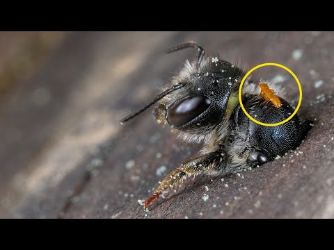 Video: Erstaunliche Insekten - Skorpione