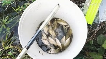 P2: câu cá diếc mùa đông,cá ăn không kịp trở tay|| Deaf fishing Video.