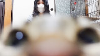 かわいい猛将ねねこ!