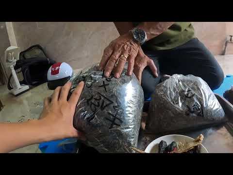 Video Bài Thuốc Đơn Giản Từ Cây Nhà Lá Vườn Khắc Tinh Của Vi... - youtube