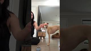 Italian Greyhound tricks! #italiangreyhound #iggy #iggytricks #puppy