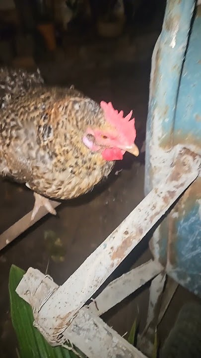 MY CHIKIN - YouTube