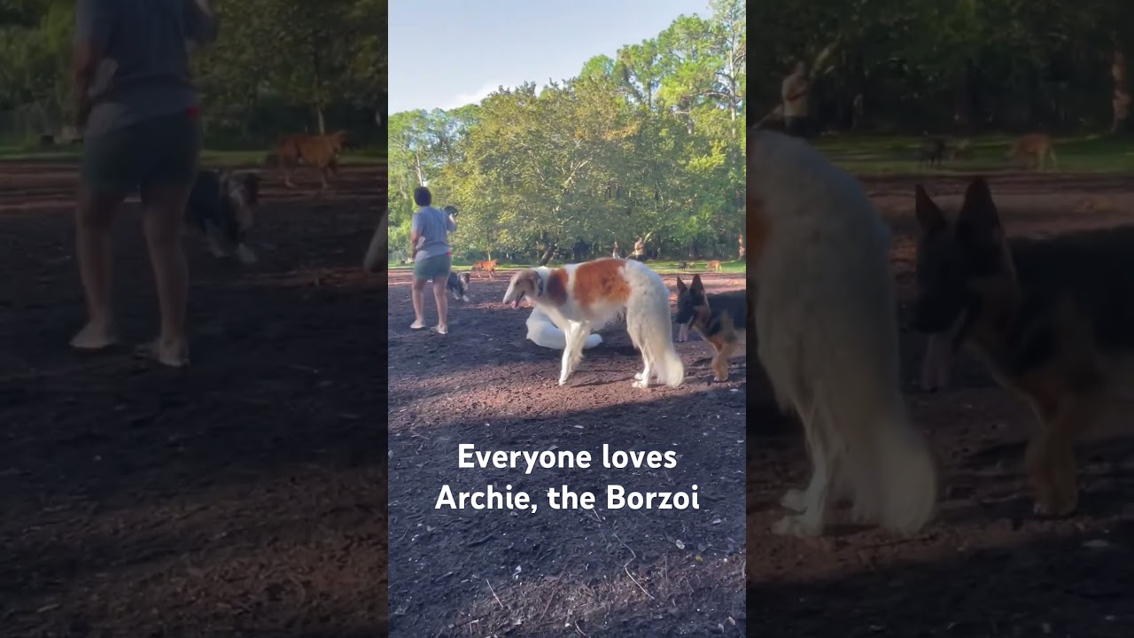 Archie The Borzoi [Russian Wolfhound] At The Dog Park 