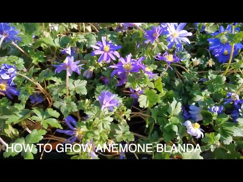 How to Grow Anemone Blanda