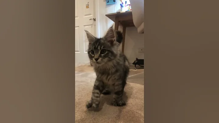 Video 3045531: coon kitten, kitten house