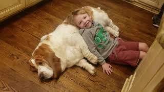 Meatball Loving The Kitchen And Grandkids