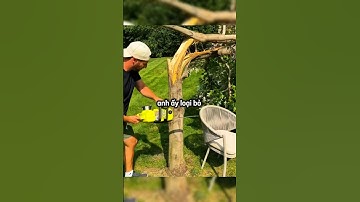 Anh chàng có ý tưởng sáng tạo với cái cây bị đổ trong vườn 😳