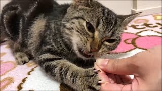 一瞬にして歯磨きを終わらせてしまう子猫
